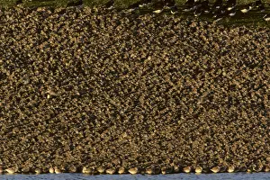 Knots: Knot - High Tide Roost