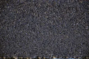 Knots: Knot - High Tide Roost