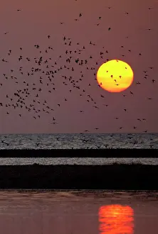 Knots: Knot - Landing on sand bar in sunset