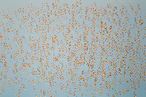 Canutus: Knot - large flock in flight
