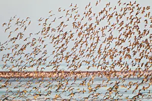 Canutus: Knot - large flock in flight