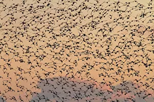 David Kilbey: Knot - A large flock in flight in the early morning