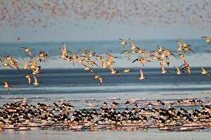 Oystercatchers: Knot - large flock in flight over Oystercatchers