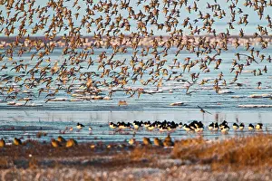 Oystercatchers: Knot - large flock in flight over Oystercatchers