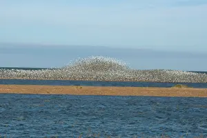 Swirling: Knot - Large flock flying and swirling to avoid predator