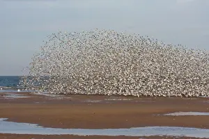 Knots: Knot - Large flock flying along tide edge in Winter plumage