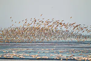 Canutus: Knot - large flock with Godwits