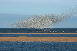 Swirling: Knot - Large flock swirling over sand bars