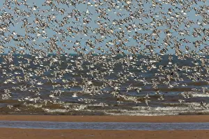 Canutus: Knot - mass flock in flight along shore line