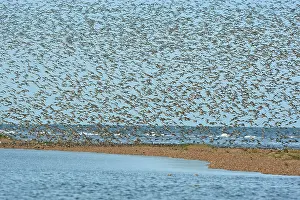 Knots: Knot - Mass flock about to land on sand bar