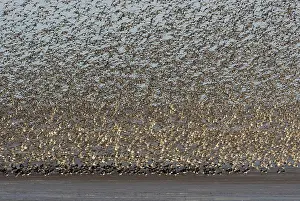 Oystercatchers: Knot - Mass flock taking off with Oystercatchers