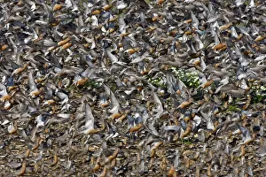 Canutus: Knot - Mass flock taking off, some still in Summer