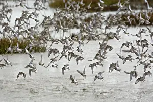Knots: Knot - mass flock taking off from tidal marsh in