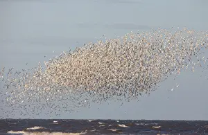 Canutus: Knot - Mass flock along the tide edge showing some