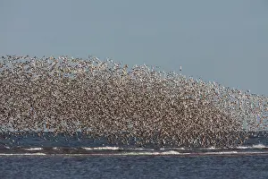 Canutus: Knot - Mass flock along the tide edge showing some