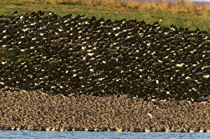 Knots: Knot & Oystercatcher (Haematopus ostralegus) -