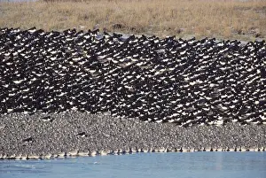 Canutus: Knot & Oystercatcher (Haematopus ostralegus)
