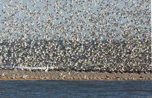 Oystercatchers: Knot - Packed on sand bar with Oystercatchers with