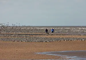 Exercising: Knot - People walking their dog among flocks of
