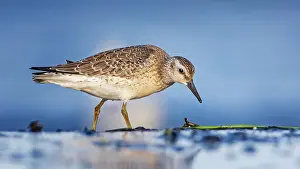 Baltic: Knot, red knot (Calidris canutus) Transition from b