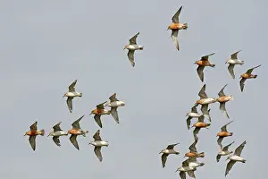 Knots: Knot - Small flock flying round, Summer and Juvenile plumage