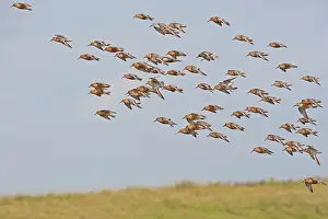 Knots: Knot - Small flock landing in Summer plumage