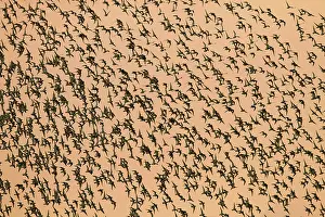 Heading: Knot - Thousands of birds leaving their roost and
