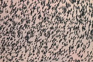 Heading: Knot - Thousands of birds leaving their roost and