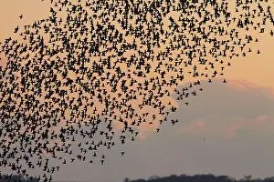 Heading: Knot - thousands of birds leaving their roost and