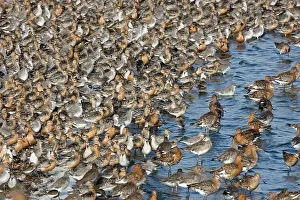 Canutus: Knot - Tight flock with Black-tailed Godwits