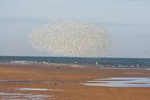 Knots: Knot - Tight flock along tide edge avoiding a predator