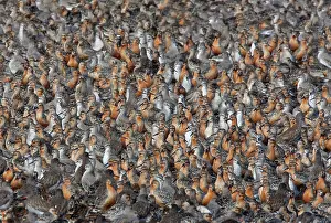 Knots: Knot - Tight pack showing Summer and Juvenile plumage