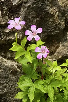 Nodosum: Knotted Cranesbill
