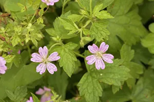 Nodosum: Knotted cranesbill