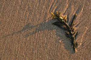 Kelp: Knotted Wrack