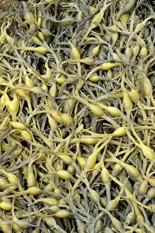 Fucales: Knotted wrack. Cetes-d'Armor, Pleubian. France -