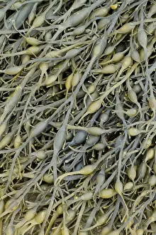 Fucales: Knotted wrack. Cetes-d'Armor, Pleubian. France -