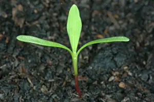 Knotweed: Knotweed seedling