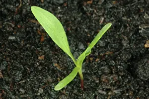 Knotweed: Knotweed seedling