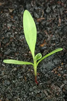 Knotweed: Knotweed seedling