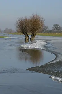 Salix: knotwilgen uiterwaarden ijssel