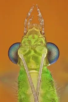 Lice: Known as the common green lacewing (Chrysopidae)