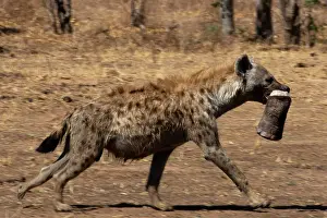 Laughing: Also known as the laughing hyena the spotted hyena is a pred