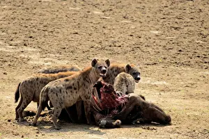 Laughing: also known as the laughing hyena the spotted hyenas are pred