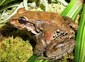 Thin: Knudsen Thin Toed Frog