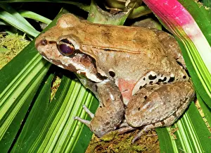 Thin: Knudsen Thin Toed Frog