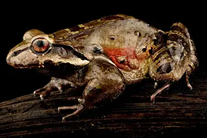 Thin: Knudsen's frog (Leptodactylus knudseni), on black background