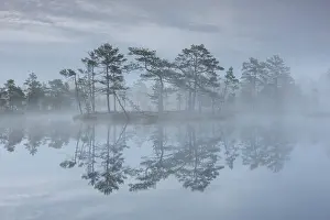 Pine: Knuthoejdsmossen