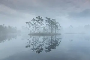 Pine: Knuthoejdsmossen