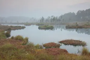 Laen: Knuthoejdsmossen Knuthoejdsmossen moorland in morning l